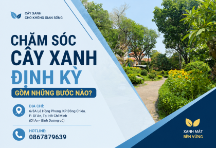 Chăm sóc cây xanh định kỳ gồm những bước nào?