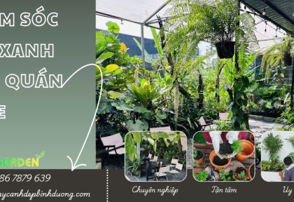 Chăm sóc cây xanh cho quán cafe