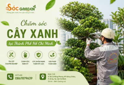 Chăm sóc cây xanh tại Thành Phố Hồ Chí Minh
