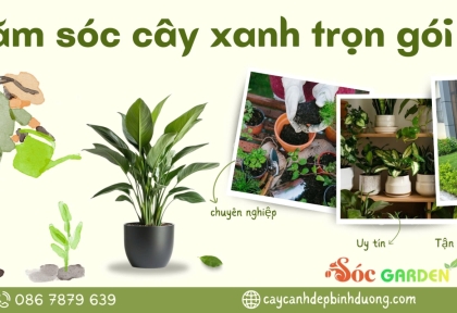 Chăm sóc cây xanh trọn gói