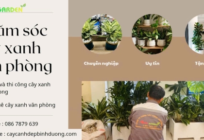 Chăm sóc cây xanh cho văn phòng