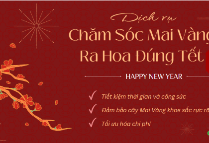 Chăm Sóc Mai Vàng Ra Hoa Đúng Tết 2026