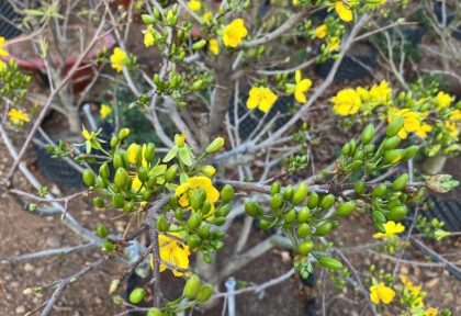 Chăm sóc mai vàng quanh năm 