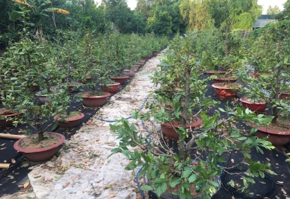 Chăm Sóc Mai Vàng Tháng 5 Âm Lịch: Cách Rong Lá, Bắm Đọt Giúp Cây Ra Thêm Nhiều Chồi Mới