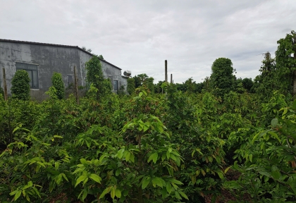 Bón phân gì giúp bộ rễ phát triển mạnh, chồi to mập, lá xanh dày bóng mượt trong mùa mưa