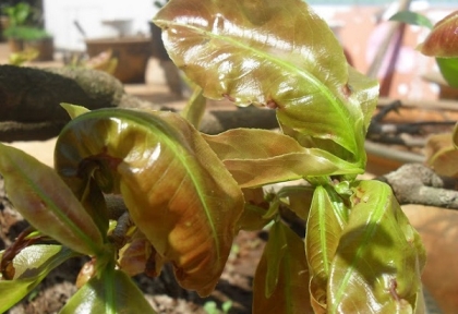 Cách khắc phục cây mai bị xoắn lá, xoắn đọt, đen đọt, giúp cây bung chồi và phát triển mạnh trở lại