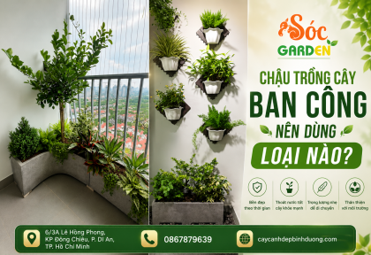 Chậu trồng cây ban công nên dùng loại nào?