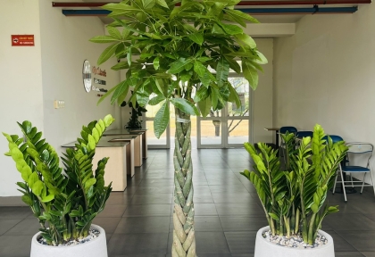Cung cấp Cây Văn Phòng cho Viện Tế Bào Gốc, Đại Học Quốc Gia