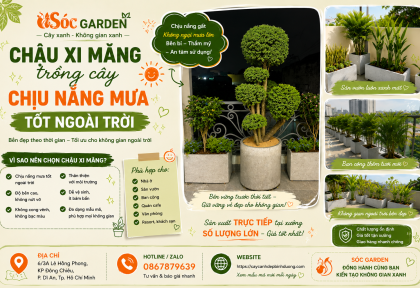 Chậu xi măng trồng cây chịu nắng mưa tốt ngoài trời