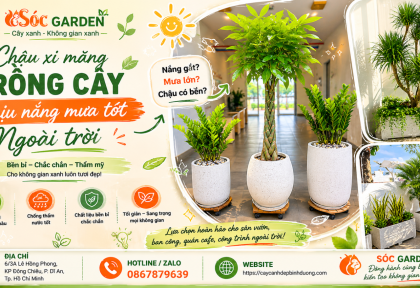 Chậu xi măng trồng cây chịu nắng mưa tốt ngoài trời