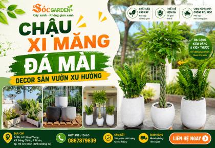 Chậu xi măng đá mài decor sân vườn xu hướng