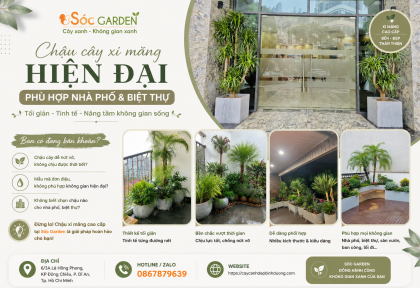 Chậu xi măng hiện đại phù hợp nhà phố và biệt thự