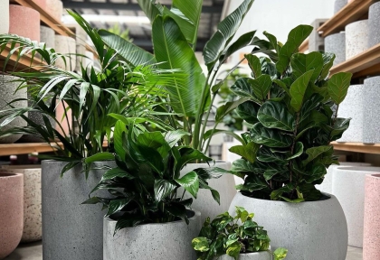 Chậu xi măng đá mài trồng cây gì đẹp? Gợi ý phối cây hợp dáng chậu