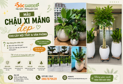 Mẫu chậu xi măng đẹp cho cây nội thất và văn phòng