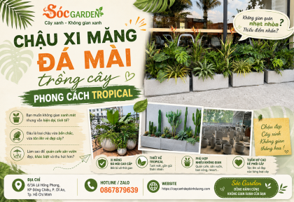 Chậu xi măng đá mài trồng cây phong cách tropical 