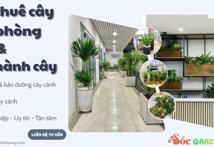 Cho thuê cây văn phòng bảo hành cây