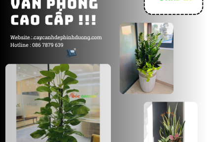 Cho thuê cây văn phòng cao cấp