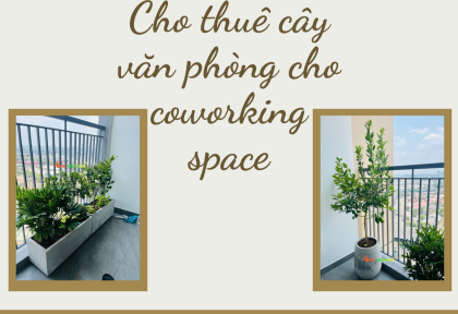 Cho thuê cây văn phòng cho coworking space