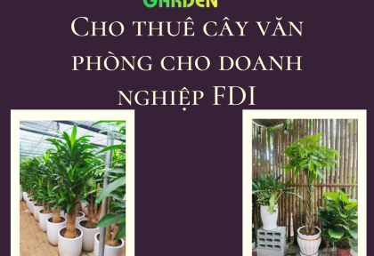 Cho thuê cây văn phòng cho doanh nghiệp FDI