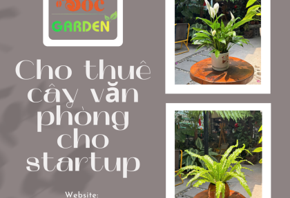 Cho thuê cây văn phòng cho startup