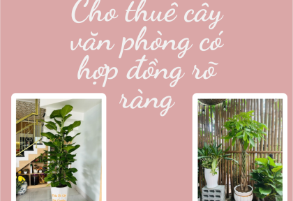 Cho thuê cây văn phòng có hợp đồng rõ ràng