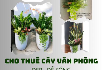 Cho thuê cây văn phòng đẹp giá tốt