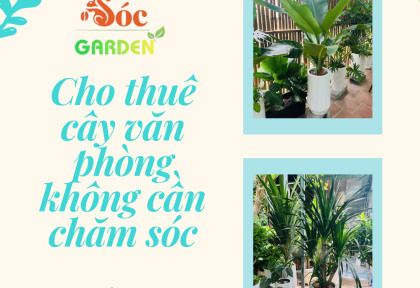 Cho thuê cây văn phòng không cần chăm sóc