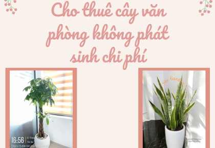 Cho thuê cây văn phòng không phát sinh chi phí