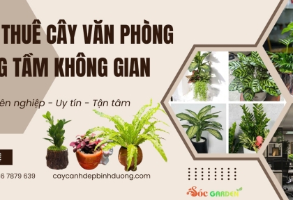Cho thuê cây văn phòng nâng tầm không gian