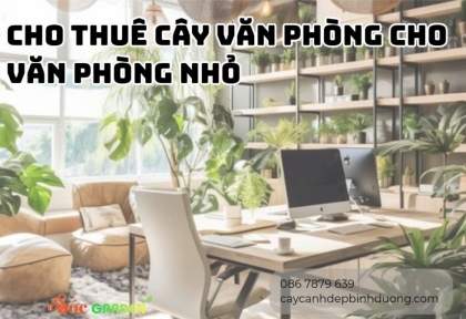Cho thuê cây văn phòng cho văn phòng nhỏ 