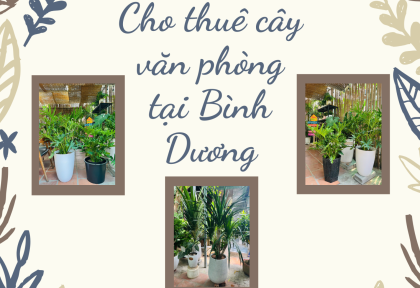 Cho thuê cây văn phòng tại Bình Dương