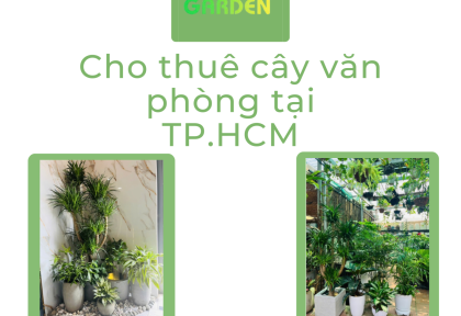 Cho thuê cây văn phòng tại TP.HCM