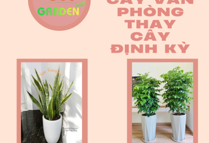 Cho thuê cây văn phòng thay cây định kỳ