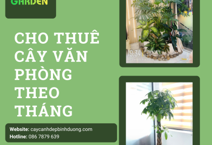 Cho thuê cây văn phòng theo tháng