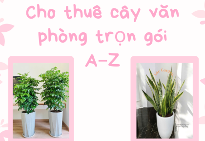 Cho thuê cây văn phòng trọn gói A–Z