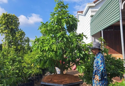 Chăm Sóc Mai Vàng Tháng 5 Âm Lịch Cách Rong Lá, Bắm Đọt Giúp Cây Ra Thêm Nhiều Chồi Mới