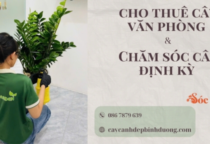 Cho thuê cây văn phòng chăm sóc định kỳ