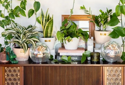  Cách chọn cây phong thủy hợp tuổi – hợp mệnh để bàn làm việc & quà tặng