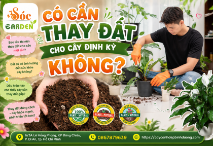 Có cần thay đất cho cây định kỳ không? 