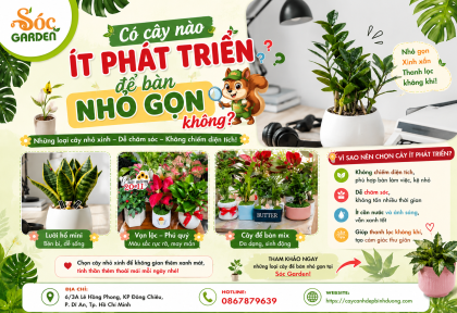 Có cây nào ít phát triển để bàn nhỏ gọn không?
