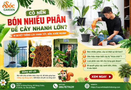 Có nên bón nhiều phân để cây nhanh lớn?