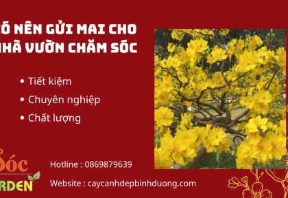 Có Nên Gửi Mai Cho Nhà Vườn Chăm Sóc