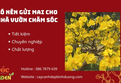 Có Nên Gửi Mai Cho Nhà Vườn Chăm Sóc