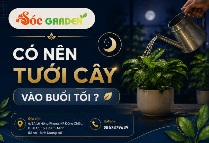 Có nên tưới cây vào buổi tối ?