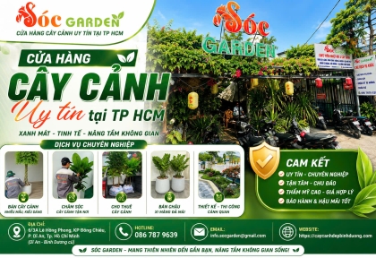 Mua cây trong nhà tại Dĩ An chọn loại nào dễ sống? 