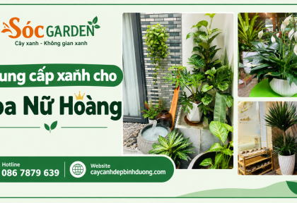 Cung cấp xanh cho Spa Nữ Hoàng