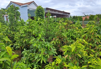 Cách chăm sóc cây Mai Vàng từ tháng 7 âm lịch đến tháng 10 âm lịch cho hoa đúng dịp Tết