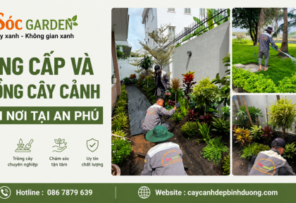 Cung cấp và trồng cây cảnh tận nơi tại An Phú