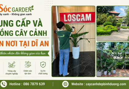 Cung cấp và trồng cây cảnh tận nơi tại Dĩ An
