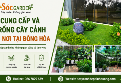 Cung cấp và trồng cây cảnh tận nơi tại Đông Hòa